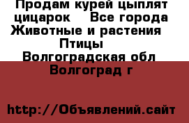 Продам курей цыплят,цицарок. - Все города Животные и растения » Птицы   . Волгоградская обл.,Волгоград г.